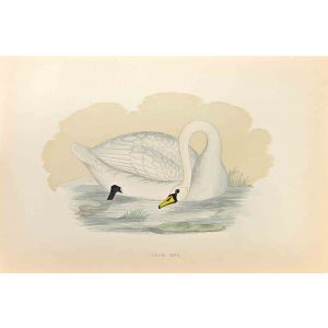 Polish Swan