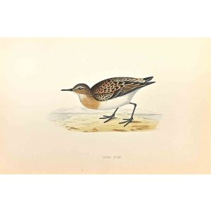 Little Stint