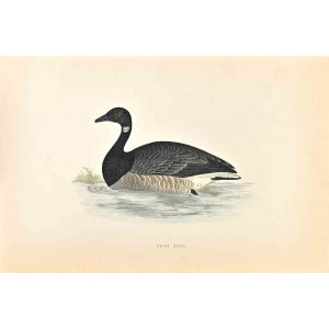 Brent Goose
