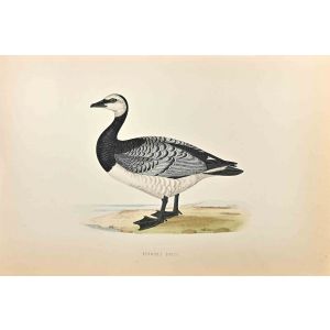 Bernicle Goose 