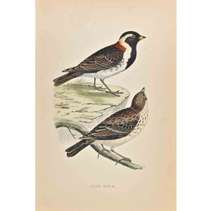 Lapland Bunting