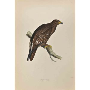 Spotted Eagle