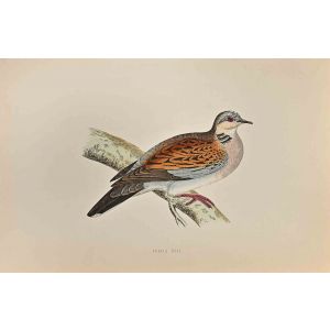 Turtle Dove