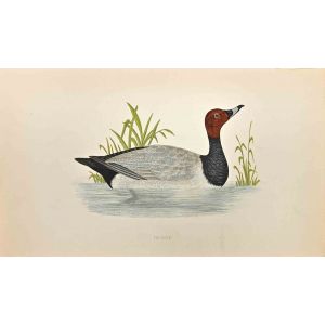 Pochard
