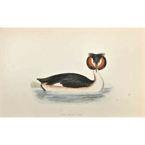Great Crested Grebe