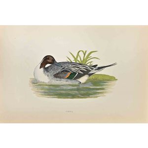 Pintail