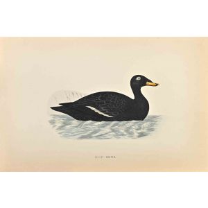 Velvet Scoter