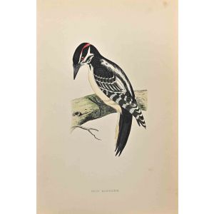 Hairy Woodpecker