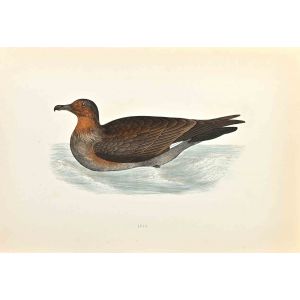 Skua