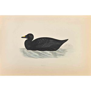Scoter