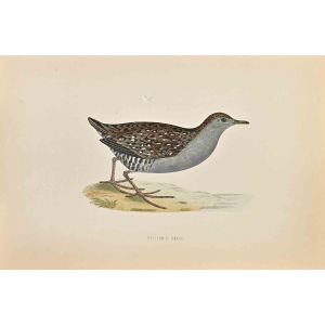 Baillon's Crake