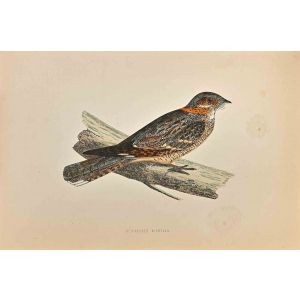 Red-Necked Nightjar