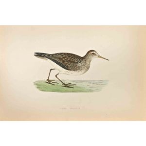 Pectoral  Sandpiper