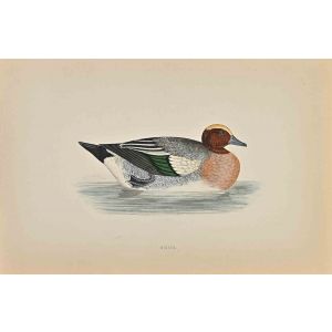 Wigeon