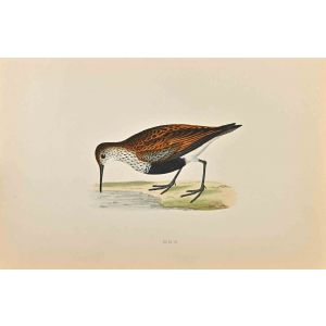 Dunlin