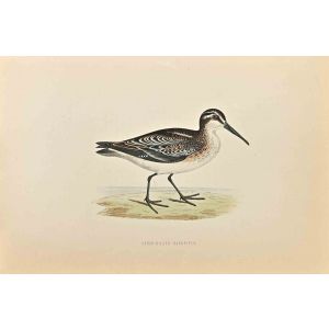 Broad-Billed Sandpiper