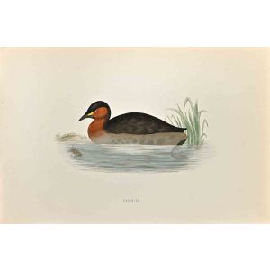 Dabchick