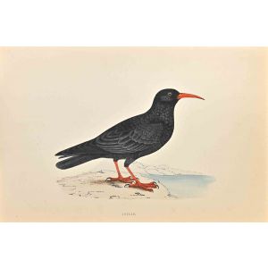 Chough