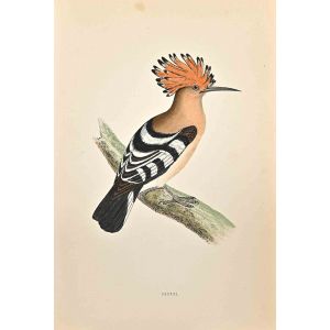 Hoopoe