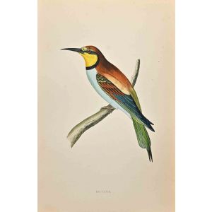 Bee-Eater