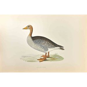 Grey-Lag Goose