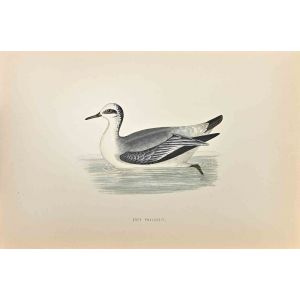 Grey Phalarope