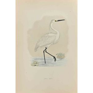 Little Egret