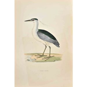 Night Heron