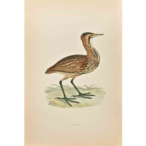 Bittern