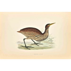 American Bittern