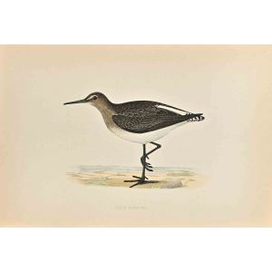 Green Sandpiper