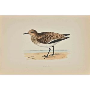 Sanderling