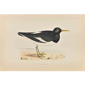 Oyster-Catcher