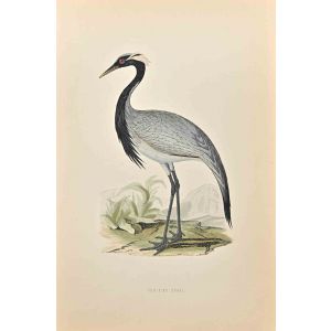Numidian Crane