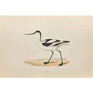 Avocet