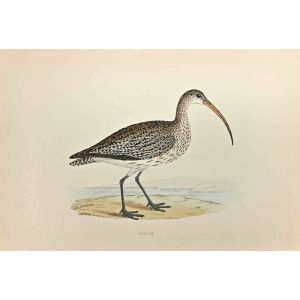 Curlew