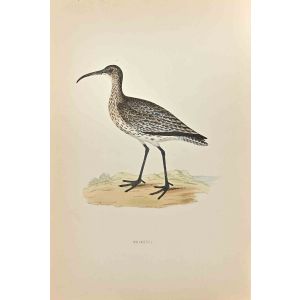 Whimbrel