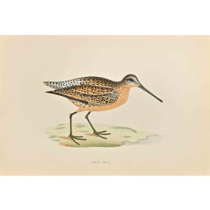 Brown Snipe