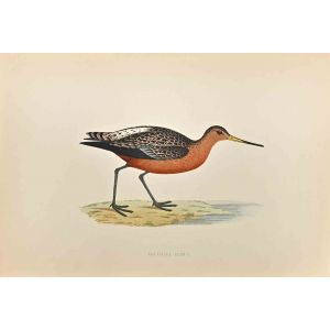 Bar-tailed Godwit