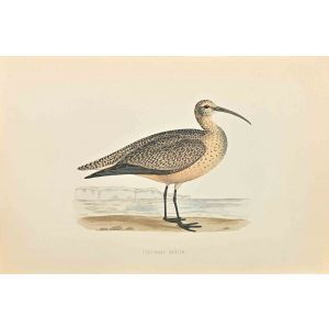 Esquimaux Curlew