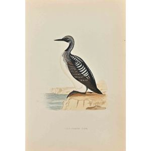 Slack-Throated Diver