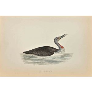 Red-Throated Diver