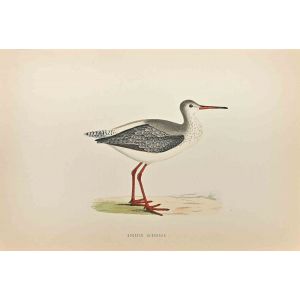 Spotted Redshank