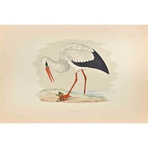 White Stork