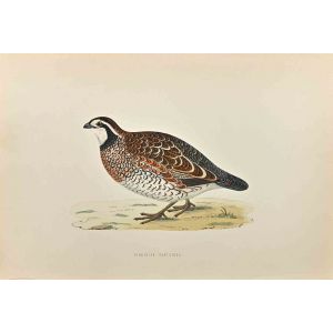 Virginian Partridge