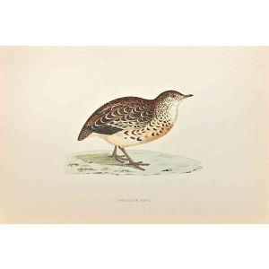 Andalusian Quail