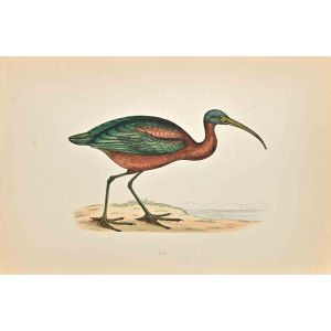 Ibis