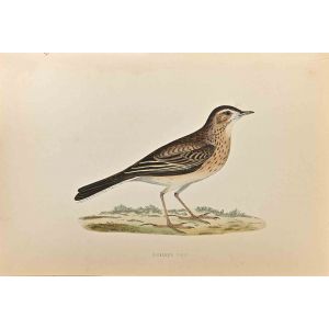 Richard's Pipit