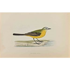 Grey-Headed Wagtail