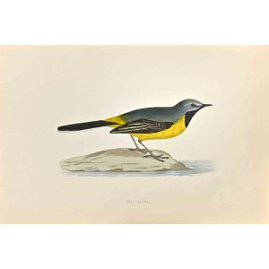 Grey Wagtail